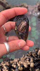 A lined chiton hitching a ride on a mussel? Not gonna make it very far buddy. Believe it or not both of these creatures are types of Molluscs, classified as a soft bodied animal with a muscular foot… but obviously pose some big differences in appearance and function. Chitons (class Polyplacophore) are characterized by their eight articulating dorsal plates and broad, muscular foot adapted for clinging tightly to rocky substrates. They have a radula, essentially a tiny conveyor belt of teeth, use