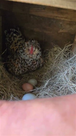 Chickens pecking and screeching! #chicken #backyardanimals #pecking #screech