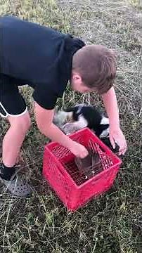 Training our Bluetick beagle puppy | Luna | Rabbit hunting | #shorts