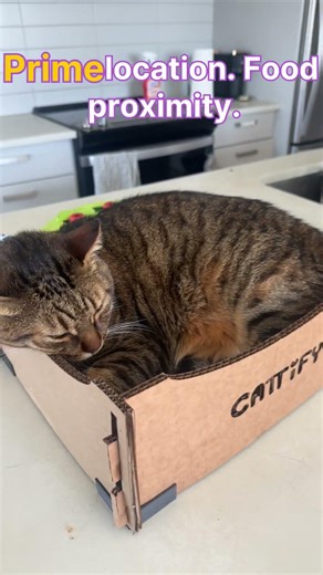 I Live in a Cat Hotel (and I’m not the guest) #cattify