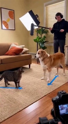 Cat & Dog Go Hollywood Funniest Movie Scene Ever!