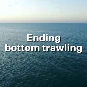 1.8K views · 120 reactions | Dirty fishing practices like bottom trawling drag heavy weighted nets over the seabed, destroy ancient corals and deep sea sponges. It must end https://bit.ly/2Oqlp8r | Green Party of Aotearoa New Zealand | Facebook