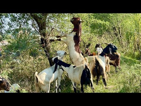 HOW This Goat Eats Tree Leaves 😱 | Shocking Goat ASMR Sounds || #asmr #goat #animals #shorts #asmr