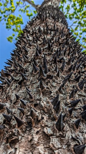 Deadliest Tree #shorts #viral