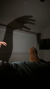 A couple decided to prank their dog using a shadow figure while lying in bed. The puppy reacted by attacking the shadow, playfully trying to defend against the illusion. | Jukin Copyright Management