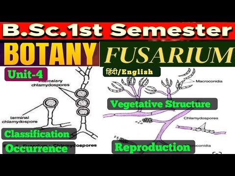 Fusarium BSc 1st Year//Fusarium Classification,Occurrence,Vegetative,Structure,Reproduction/Fusarium