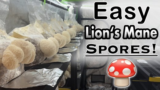 How to Collect Spores from Lion's Mane Mushrooms Lion's mane mushroom has white spores which start dropping when the tendrils elongate. The spores are hard to see until there is a massive amount of them on the foil. I took advantage of the experiment I was running which was growing lions mane in a grow tent with no electricity, so there was no added humidity or air currents to disrupt the spore deposit. I harvested 27 spore prints which I can use to start fresh cultures of lions mane whenever I