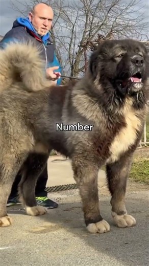 Wolves Are Predators — Until These Dogs Arrive