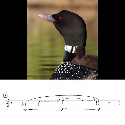 Common Loon: calls (wailing and tremolo) in sheet music