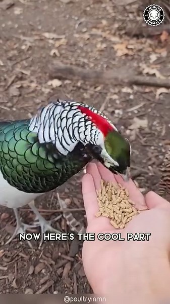 1M views · 10K reactions | Lady Amherst's Pheasant 連 Epic Flare Spectacle! | 1 Minute Animals With its vibrant plumage and mesmerizing aerial acrobatics, this bird from the mountains of southwestern China is a true marvel of nature. Prepare to be mesmerized by their iridescent feathers and striking colors! #ladyamherstpheasant #exoticbirds #birdlife #birdlovers #birdsounds | 1 Minute Animals | Facebook