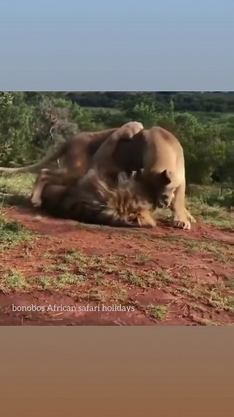 Lions have few predators to fear other than humans. A very young or sickly lion might fall prey to hyenas. Cubs may be attacked and eaten by adult male lions. Lions are most threatened by humans who hunt them and encroach on their habitat. Lions are big hunters, but they have tiny hearts. Lions are one of the largest predators in the world, but they do have limitations. For example, their heart weight just 1,175 grams, which is small for their body size. #culturenight2023 #bonobosafricansafariho