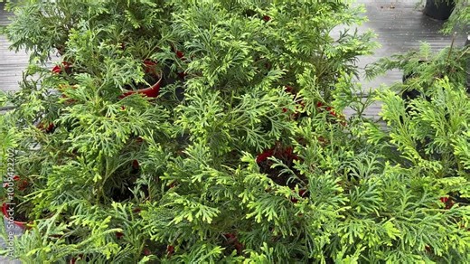 Thujopsis dolabrata or Hiba arborvitae young seedlings plants in pots. Thujopsis tree is a genus of conifers in the cypress family