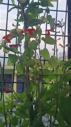 # राम तुलसी# सदाबहार पौधा # beautiful red flower 🥀🥀