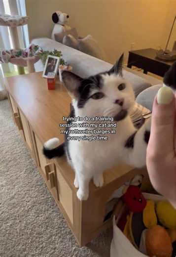 Training My Rottweiler to High Five During Sessions