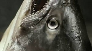 108K views · 943 reactions | Pure Adrenaline, by Wild Food For Wild People Yugo The Bunker (Link: https://www.youtube.com/watch?v=EB0jMIOYmxI) | The Best Chef | Facebook