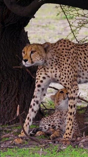 🐆 Cheetah – The Fastest Animal on Land | 4K Ultra HD Wildlife