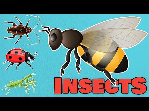 Insects Name. Learn Insects and Bugs Vocabulary in English for Kids