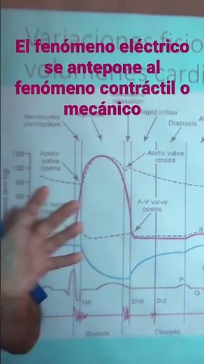 El primer ruido y segundo ruido cardiaco y variaciones de la presion y volumenes ventriculares