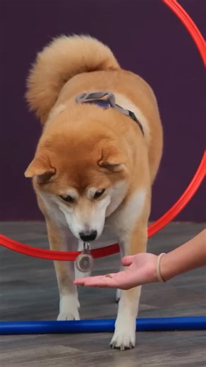 This was not the dog show we expected 😭 | Smosh