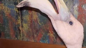 **Baby flamingo found in Belize clinging to hope** Tonight, an injured baby flamingo found in Belize has a not-so-good prognosis after suffering a broken wing and hip. The young bird, not native to Belize, was found near mile 4 on the George Price Highway yesterday by a young girl. According to experts, they believe that the bird was injured during its migration. The baby flamingo was taken to a veterinary hospital and then handed over to the Belize Bird Rescue Center for further treatment. Unfo