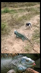 2.8M views · 10K reactions | Green iguana Vs Dog | Creature Trending | Facebook
