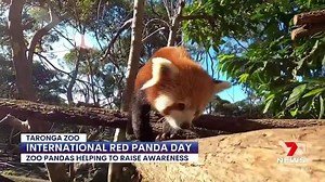 They're cute, but that's what makes them a target. While these red pandas are nice and safe at Taronga Zoo Sydney, plenty in the wild aren't. The zoo raising awareness about the plight of the red panda, whose coats make them targets for poachers and the illegal wildlife trade. www.7NEWS.com.au #7NEWS | 7NEWS Sydney
