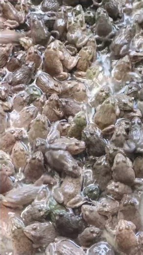Tiny Frogs on the Move 🐸💚 | Cute & Amazing Nature Moments