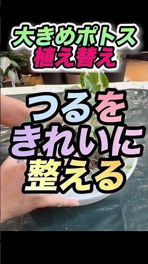 【蔓を綺麗に整えて植える】#ポトス #観葉植物のある暮らし #仕立て直し #植え替え #つる系植物 #観葉植物 #観葉植物初心者