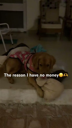 She is expensive #dog#goldenretriever #dogbreed #funny #fyp#foryou