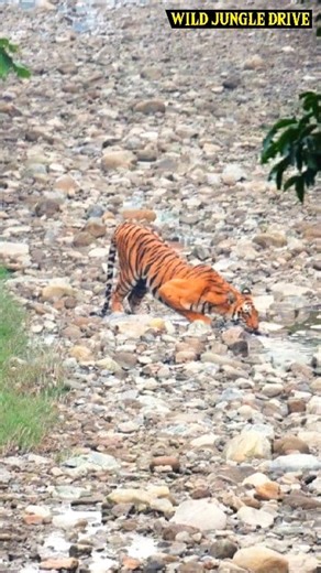 7.6K views · 45 reactions | discovery channel hindi man vs wild in...