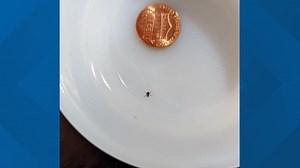 Tiny ticks that may carry tickborne diseases are out for the summer