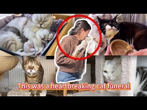 This was a heartbreaking cat funeral.