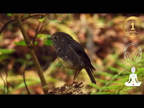 🐦 Birds Chirping Soundscape | 1 Hour of Peaceful Morning Birdsong Nature Ambience for Calm & Focus 🐦
