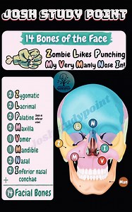The skull is more than a bone cage. It protects the brain, shapes the face, and supports sense organs. From cranium to facial bones, every part has a vital role 💀 Clear skull study notes for strong concepts and quick revision. #Skull #HumanSkeleton #Cranium #FacialBones #AnatomyNotes #BiologyNotes #Class11Biology #NEETBiology | Josh Study point