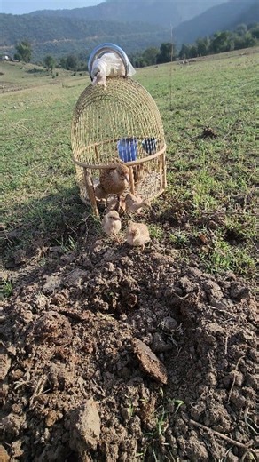 1.7K views | "Little partridges feeding on termites with their mother 荒" | #Partridge #PartridgeChicks #WildBirds #NatureMoments | Pak Birds 3 | Facebook