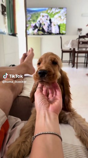 Coccole su richiesta per il tuo cucciolo di Cocker Spaniel