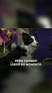 685K views · 10K reactions | Cuando la vieron llegar a la pista pensaron que no podría ganar, porque era demasiado tierna. Pero esta linda border collie tenía preparada una sorpresa… | Upsocl Verde | Facebook