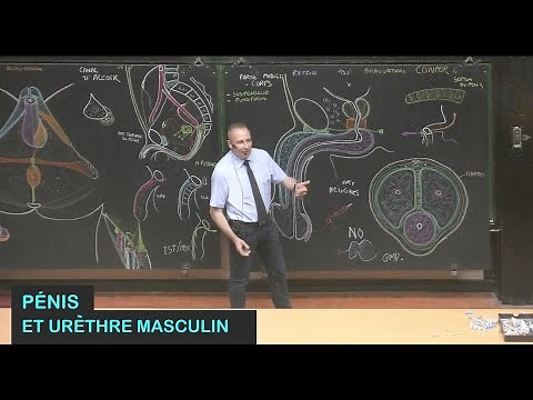 Anatomie du pénis et de l'urèthre masculin (Pelvis 12)