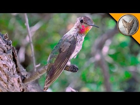 Amazing Hummingbird Experience!