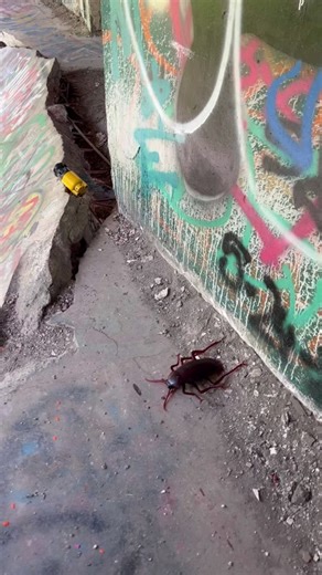 Unleashing Radroaches and Fusion Cores in Fallout Universe