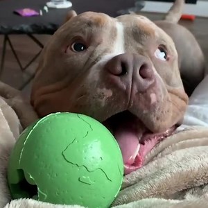 50K views · 4.5K reactions | YOUR SEARCH FOR TOUGH TOYS HAS ENDED.  Get a FREE bonus toy in every box TODAY! Use code FREETOY Choose your USA made dog toys AND treats and get the tough stuff delivered every month that matches your dog's play style and allergy preferences. Take 15% off ANY plan right NOW when you join! Use code FB15 at checkout. | BULLYMAKE | Facebook