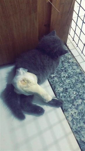 Caring for Injured Kittens: Tips and Insights