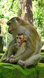 Big eyes, tiny feet, endless energy. This monkey is dangerously adorable—and totally out of control! 🥹⚡ | Monkey love