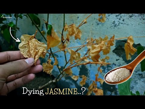 How to Save a Jasmine Plant in Winters? (4-Steps)