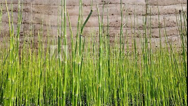 Equisetum hyemale, commonly known as rough horsetail, scouring rush, and in South Africa as snake grass in the green garden