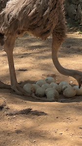 92K views · 1K reactions | The World's Largest Bird: Astonishing Facts About the Ostrich !!! #OstrichFacts #WorldsLargestBird #AmazingWildlife #NatureWonders #BirdsOfTheWorld #WildlifeFacts #AnimalKingdom #NatureLovers #DidYouKnow #InterestingFacts #IndiaFromTheSky #BirdLovers #WildlifePhotography #NatureIsBeautiful #EducationalReel #FunAnimalFacts #DiscoveryOfNature #ExploreWildlife #KnowledgeIsPower #NatureDocumentary #indiafromthesky #trendingreels | India from the Sky | Facebook