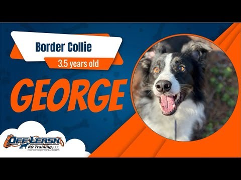 Best Border Collie Dog Training | Monterey,CA | George