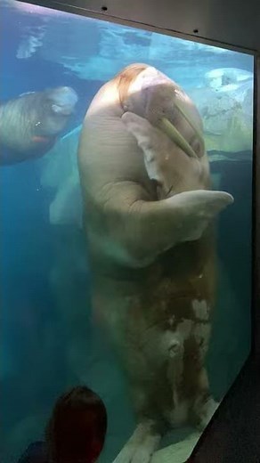 Friendly Walrus Blows Some Kisses || ViralHog