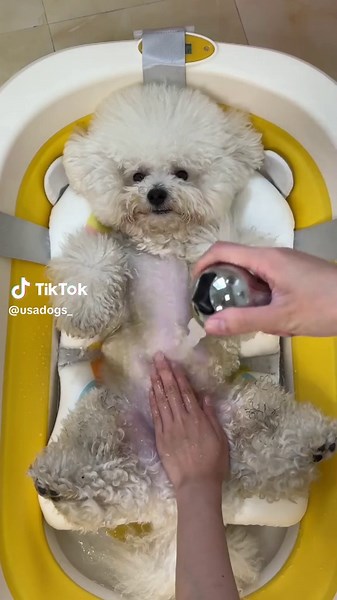 This puppy is so well behaved while taking a bath #dogbath #immersive #bichon