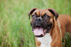 9 Reasons Boxers Might Be the Perfect Dogs